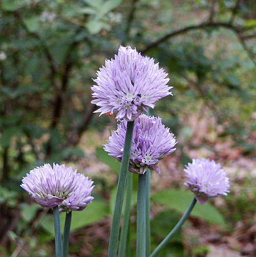 Chives Close