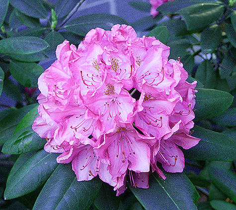 Back Garden Rhododendron
