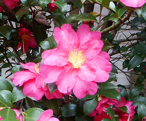 Camellia Blooms