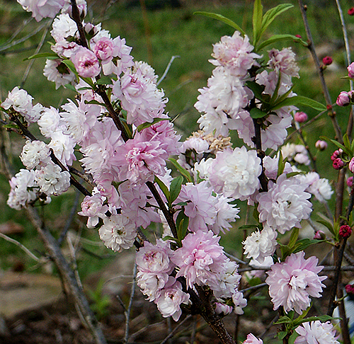 Flowering Almond - 2012
